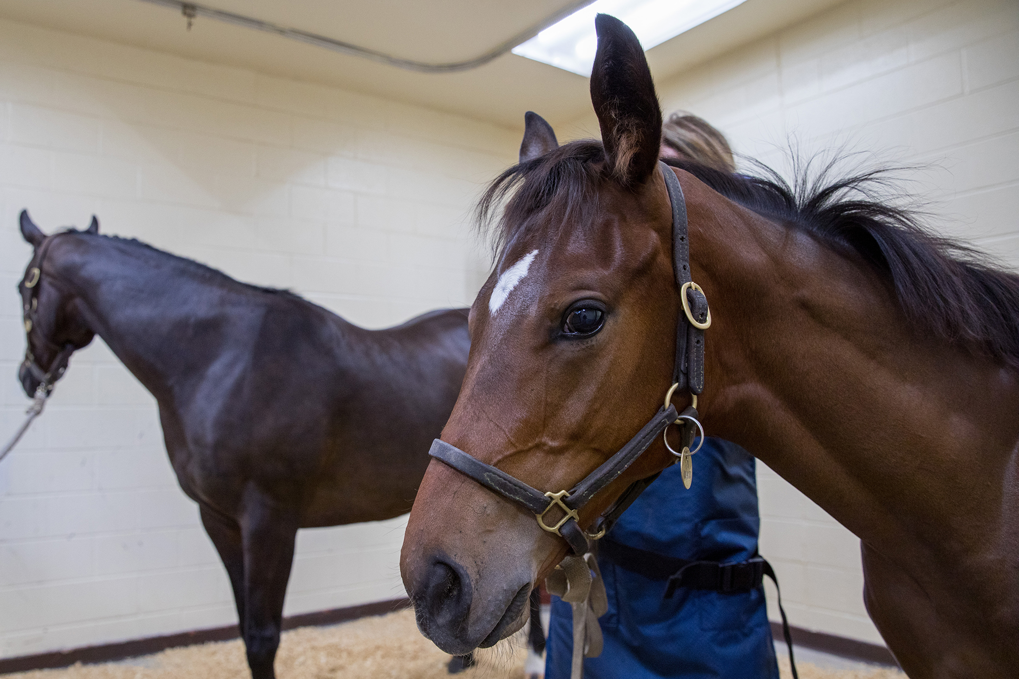 Two horses standing in a stall.